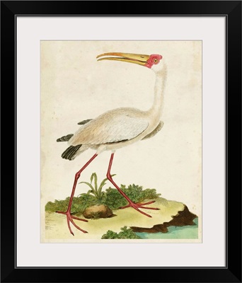 Heron Portrait VII