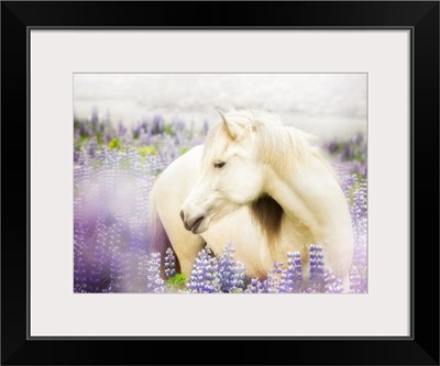 Horse In Lavender III