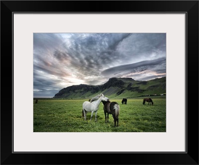 Icelandic Horses IX