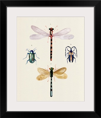 Insect Varieties I