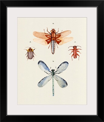 Insect Varieties IV