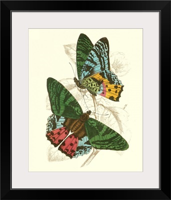 Jardine Butterflies III