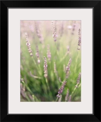 Lavender Field I