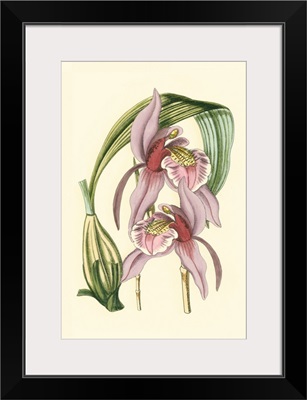 Lilac Orchid III
