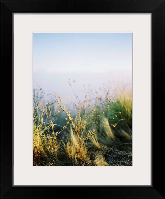 Photograph of desert plants, California.