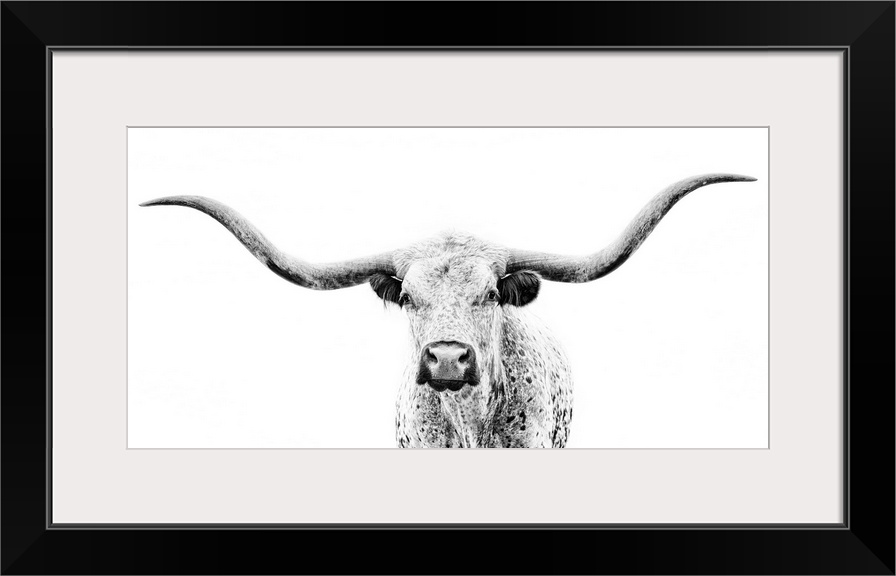 Longhorn Gaze