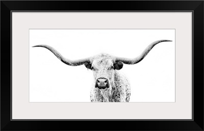 Longhorn Gaze