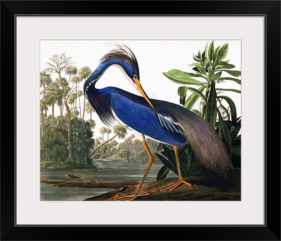 This classic by John James Audubon features an elegant heron with vibrant blue plumage, on a wetland bank. Very traditiona...