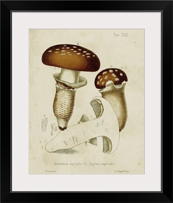 Mushroom Varieties III