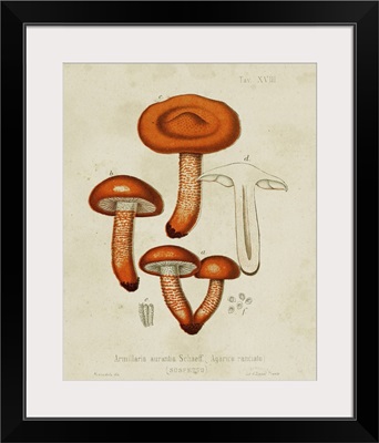 Mushroom Varieties IV