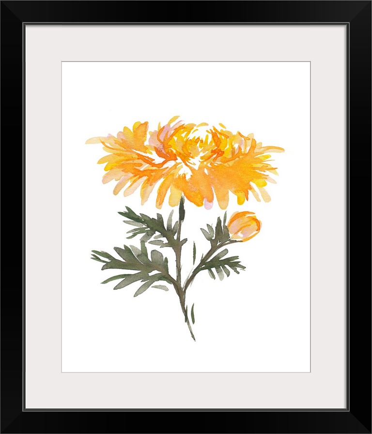 November Chrysanthemum