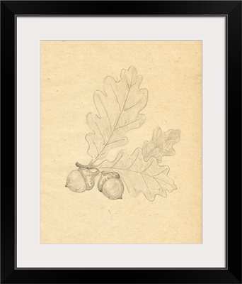 Oak Leaf Sketch II