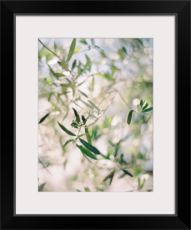 A close up, short depth of field photograph of olive leaves in the sunlight.