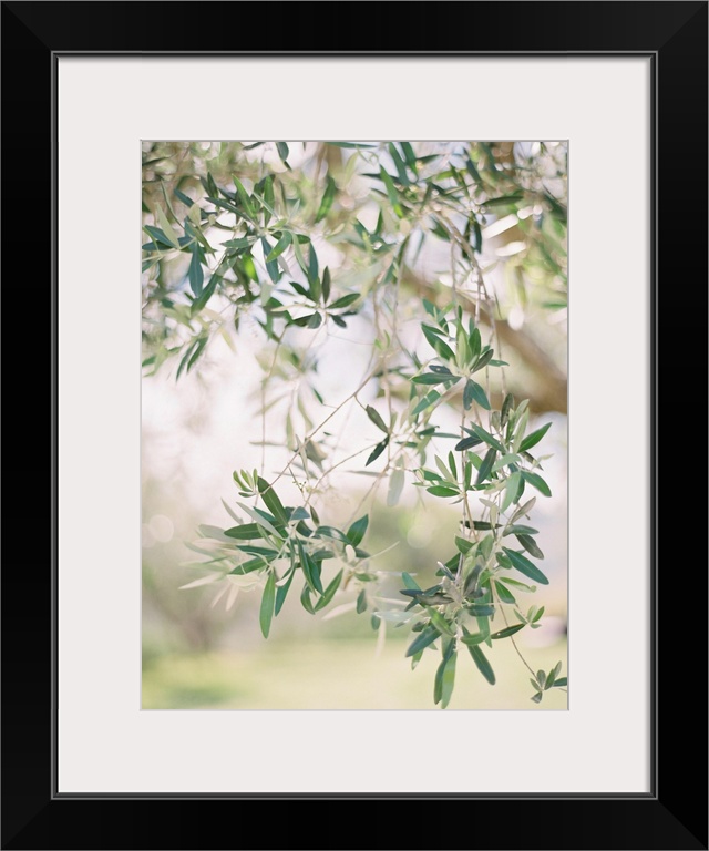 A close up, short depth of field photograph of olive leaves on the branch of a tree.