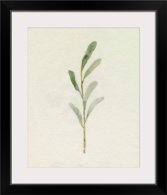 Olive Leaves II