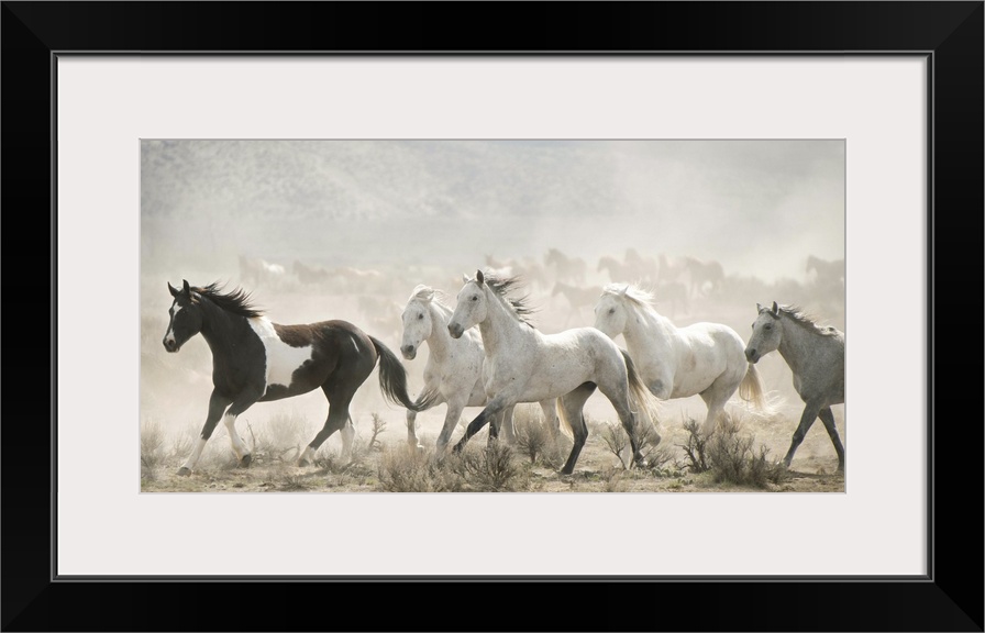 Artistic photograph of wild horses running through a dry landscape kicking up dust into the air.