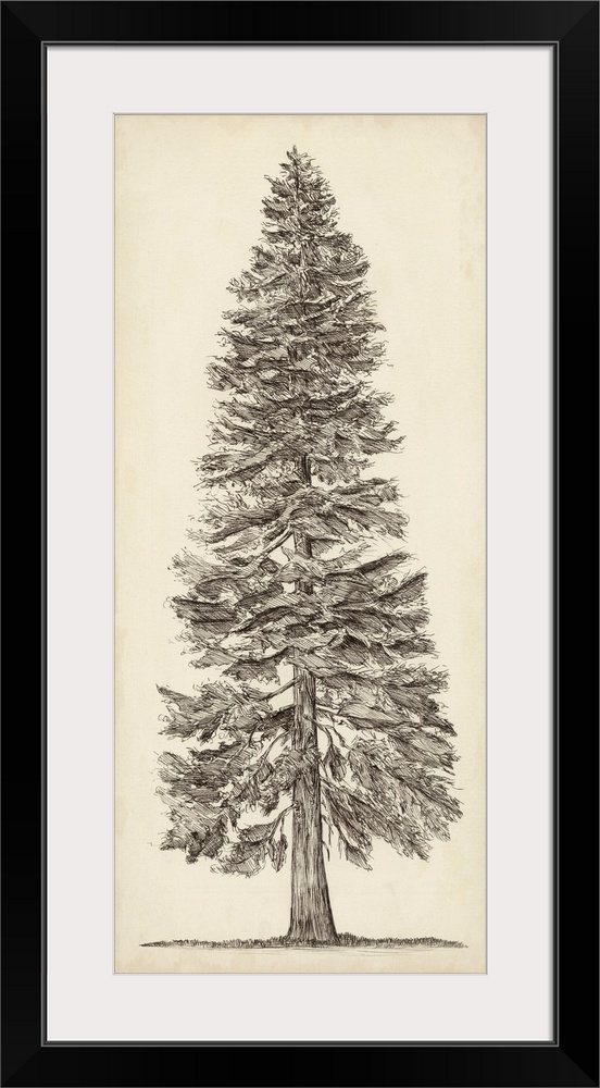 Pacific Northwest Tree Sketch I