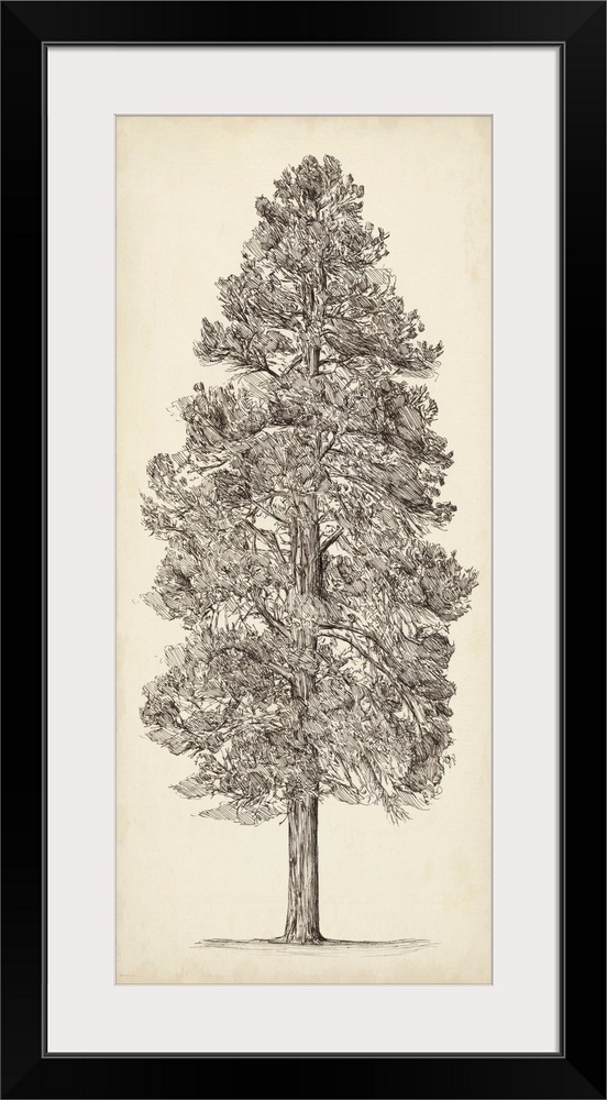 Pacific Northwest Tree Sketch III