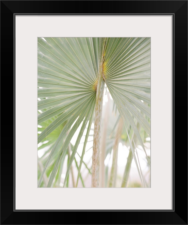 A faded photograph of geometric palm branches.