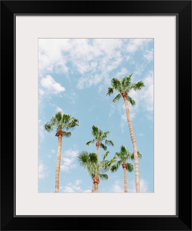 Photograph of tall palm trees against a light blue sky with scant clouds.