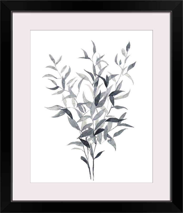 Grey-scale botanical study painted with watercolor.