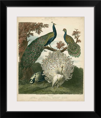 Peacock Gathering