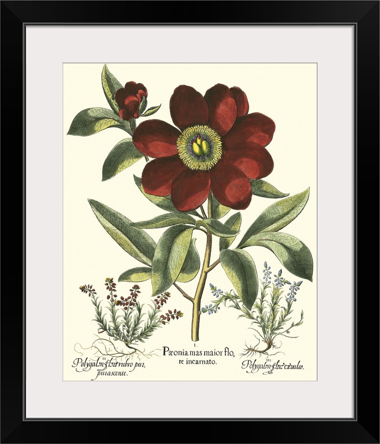 Contemporary artwork of a vintage style botanical illustration.