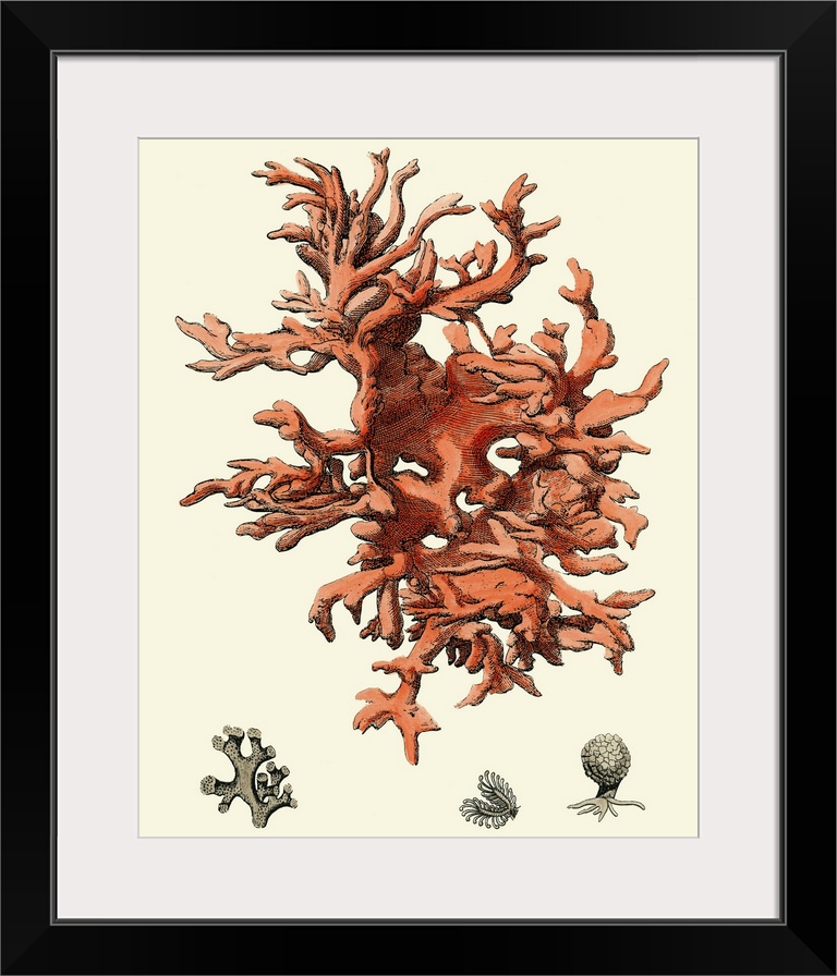 Contemporary artwork of a vintage style red coral illustration.