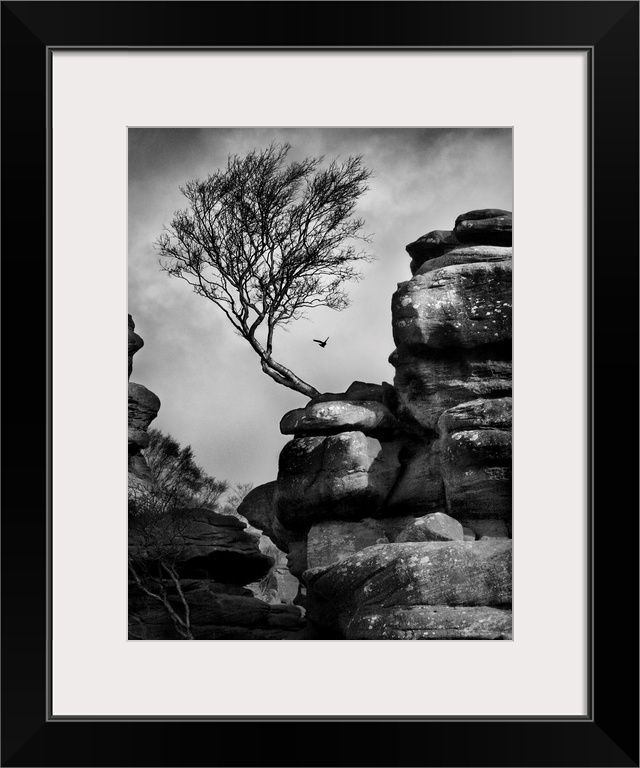 A black and white photograph of a bent tree jetting out from a rock formation.