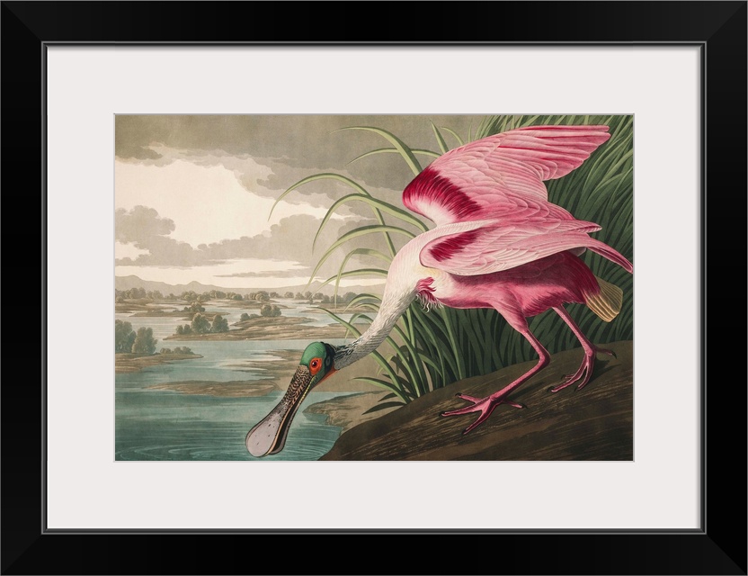 Roseate Spoonbill