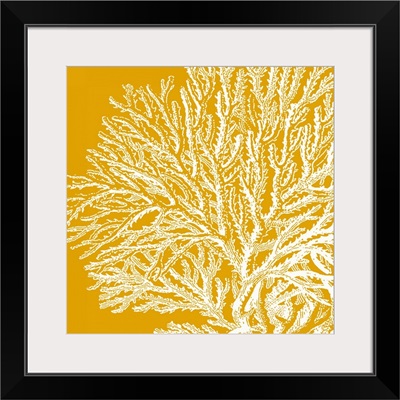 Saturated Coral I