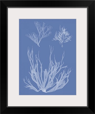 Seaweed Cyanotype I