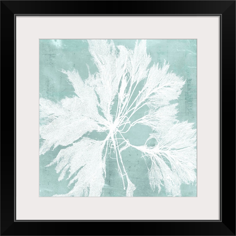 Seaweed illustration in white on an aquamarine blue background.