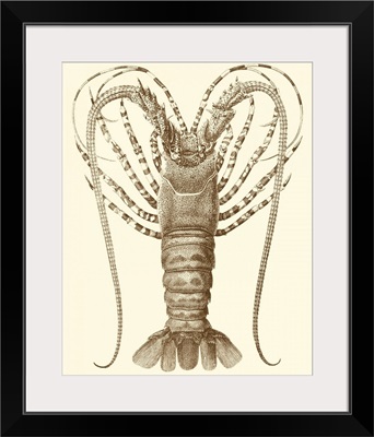 Sepia Lobster I