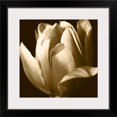 Sepia Tulip II