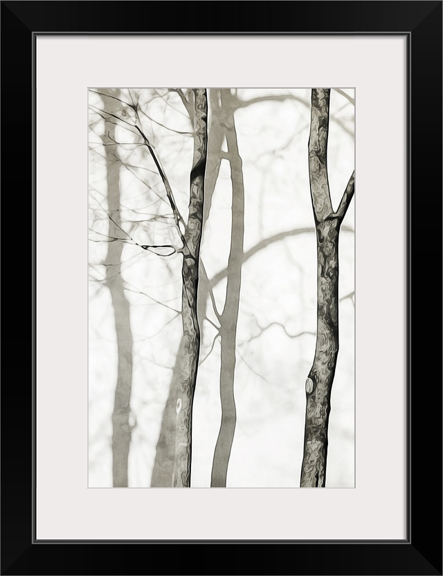 Shadowed Tree Trunks I