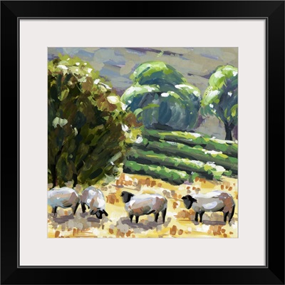 Sheep In Summer I