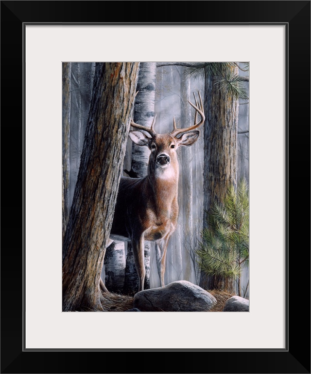 A large stag is drawn peering out from behind pine trees in a thick forest.