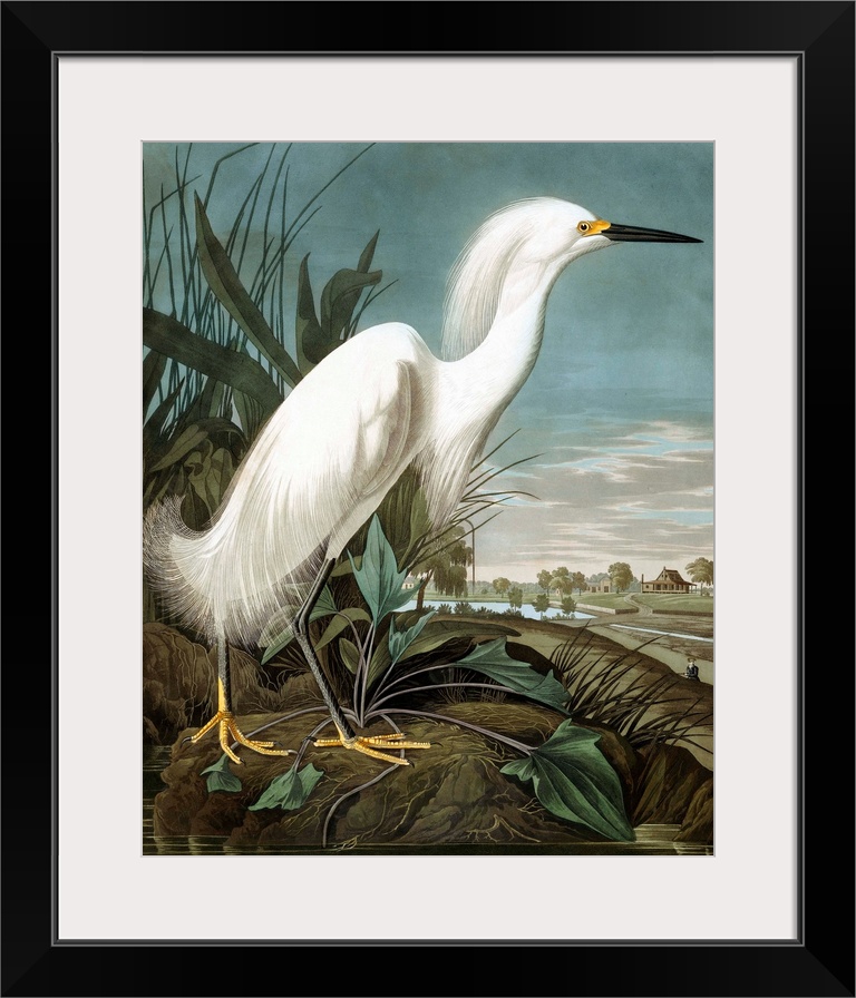 Snowy Heron
