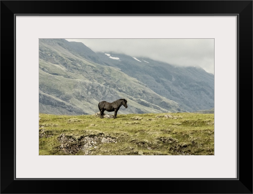 Photograph of a lone horse in the field with fog rolling over mountains in the background.