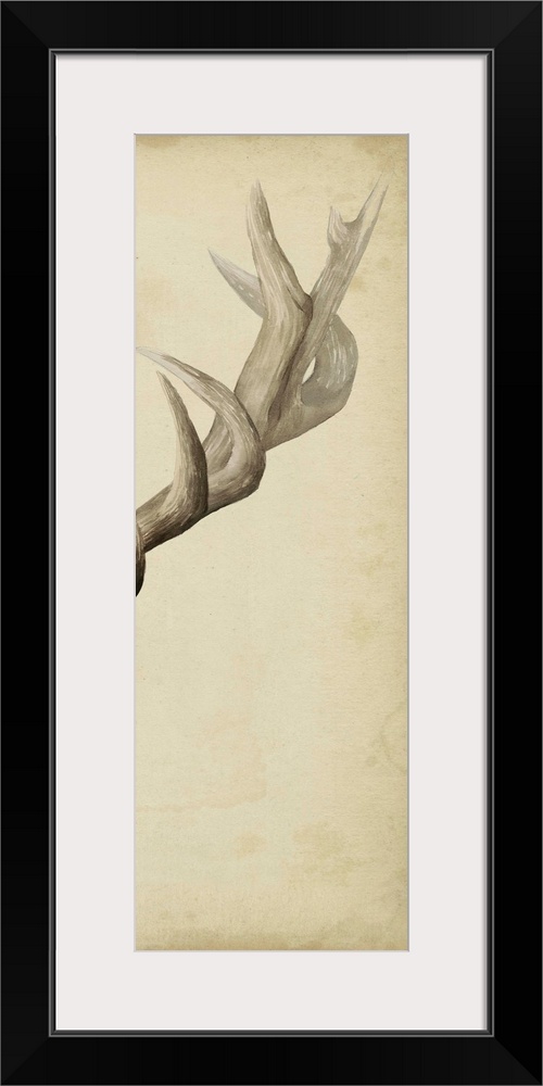 Part of a triptych of a mounted elk and its antlers.