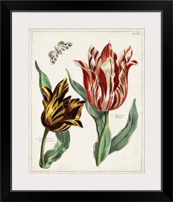 Tulip Classics IV
