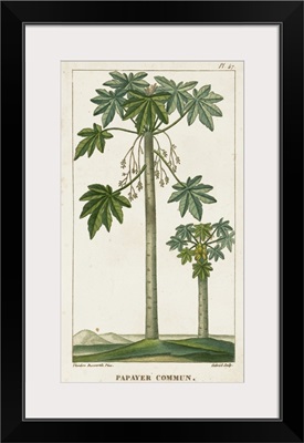 Turpin Exotic Palms II