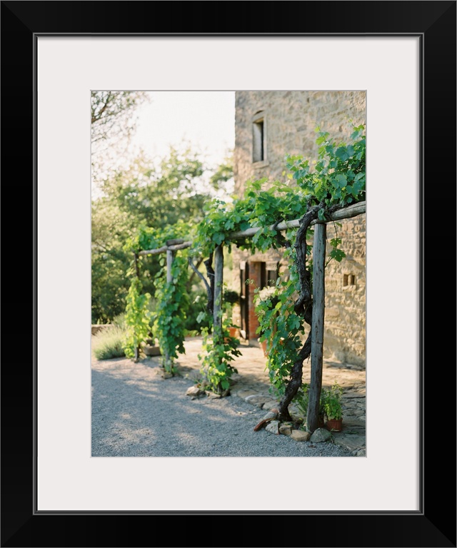 A photograph of grape vines growing on a wooden arbor outside of a Tuscan residence.