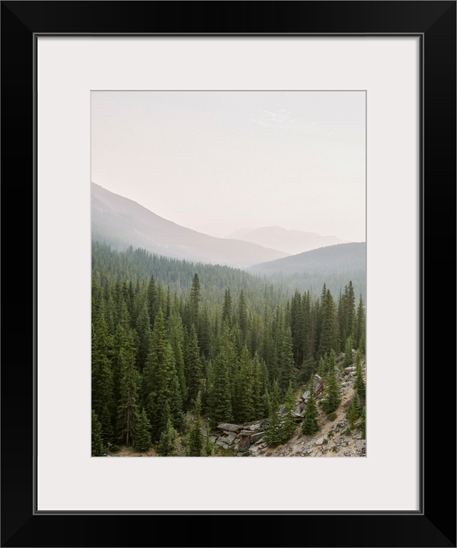 Photograph of a huge stretch of evergreen trees in a valley, Lake Louise, Canada