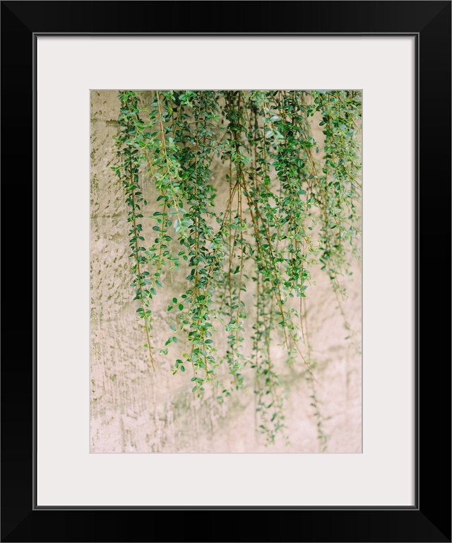 A photograph of green vines trailing against a pink stucco wall.