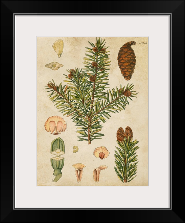 Vintage Conifers III