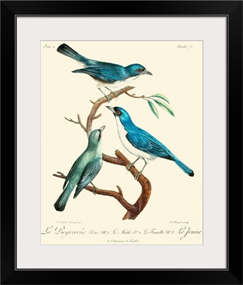 Vintage French Birds IV