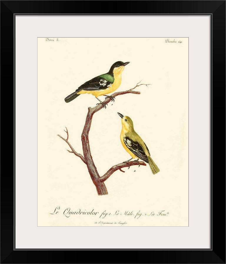 Vintage French Birds V