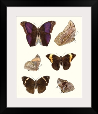 Violet Butterflies II